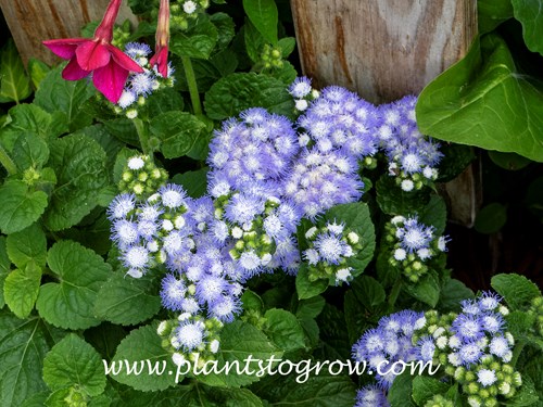 Ageratum Leda (Ageratum houstonianum)
The bluish clusters of flowers. The large clusters are made up of smaller clusters of tubular flowers.